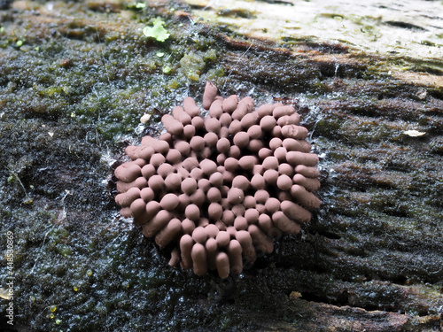 Fadenkeulchen-Fruchtkörper von Myxomyceten / Schleimpilzen photo