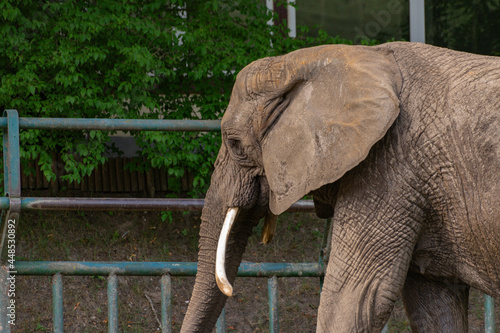 Słoń w zoo