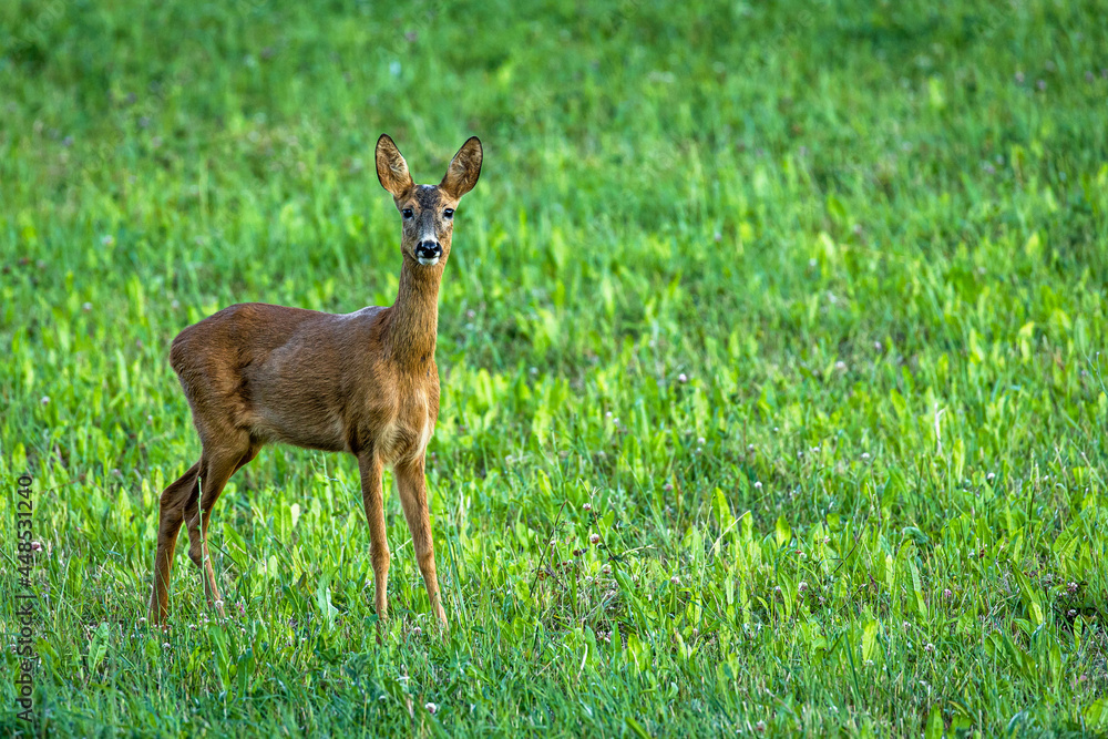 Young adult roe deer on a clover field Young adult roe deer on a clover field