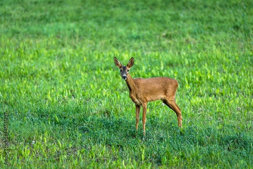 Young adult roe deer on a clover field