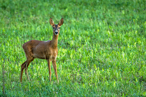 Young adult roe deer on a clover field