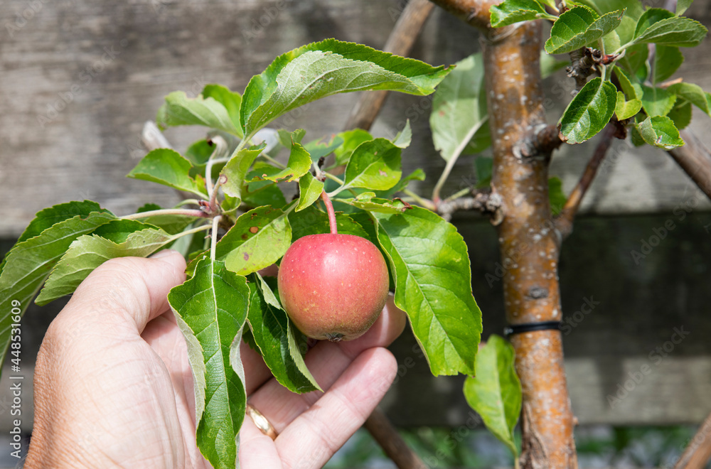 ready to eat apple tree in garden ready to eat apple tree in garden