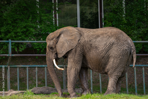 Słoń afrykański w zoo