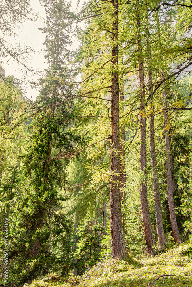 Fototapeta premium View over magical ancient pine and spruce forests, Dolomites, South Tyrol, Italy.