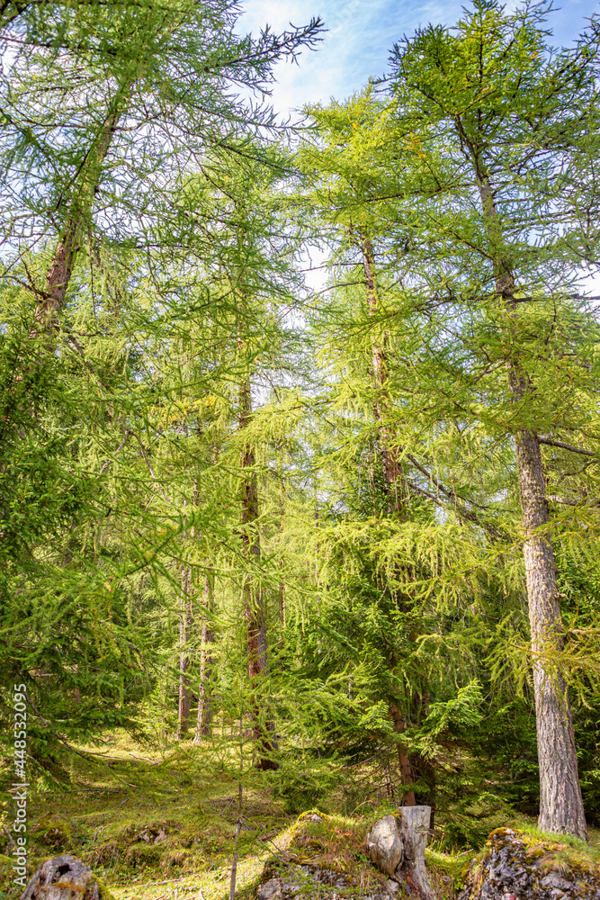 Fototapeta premium View over magical ancient pine and spruce forests, Dolomites, South Tyrol, Italy.