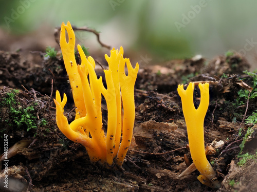 Klebriger Hörnling (Calocera viscosa) photo