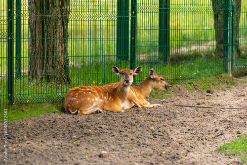 Fototapeta Naklejka Na Ścianę i Meble -  Sitatunga
