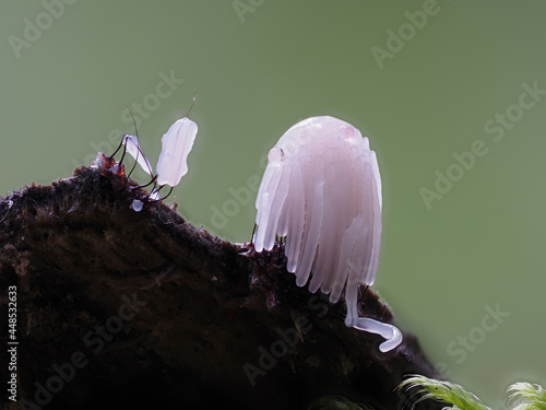 Fadenkeulchen-Fruchtkörper von Myxomyceten / Schleimpilzen photo