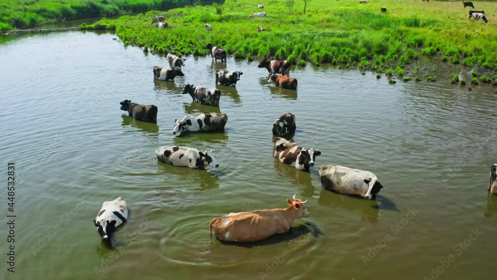 Cow animal field river green grass milk agriculture trees road Cow animal field river green grass milk agriculture trees road