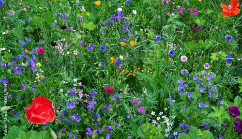 Beautiful wildflowers on a green meadow. in mid summer. for butterflies and bees interesting. 
