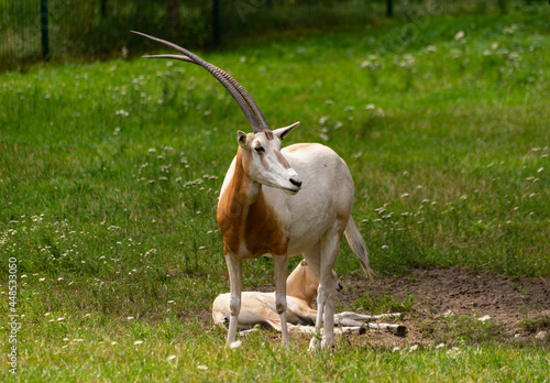 Fototapeta Naklejka Na Ścianę i Meble -  Oryks w zoo