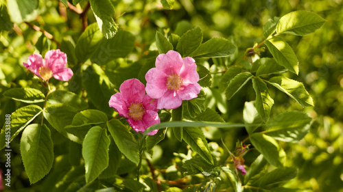 Wallpaper Mural floral natural panoramic banner. beautiful flowers of pink rose hips against the background of a green garden flooded with evening sunlight. summer garden, selective focus Torontodigital.ca