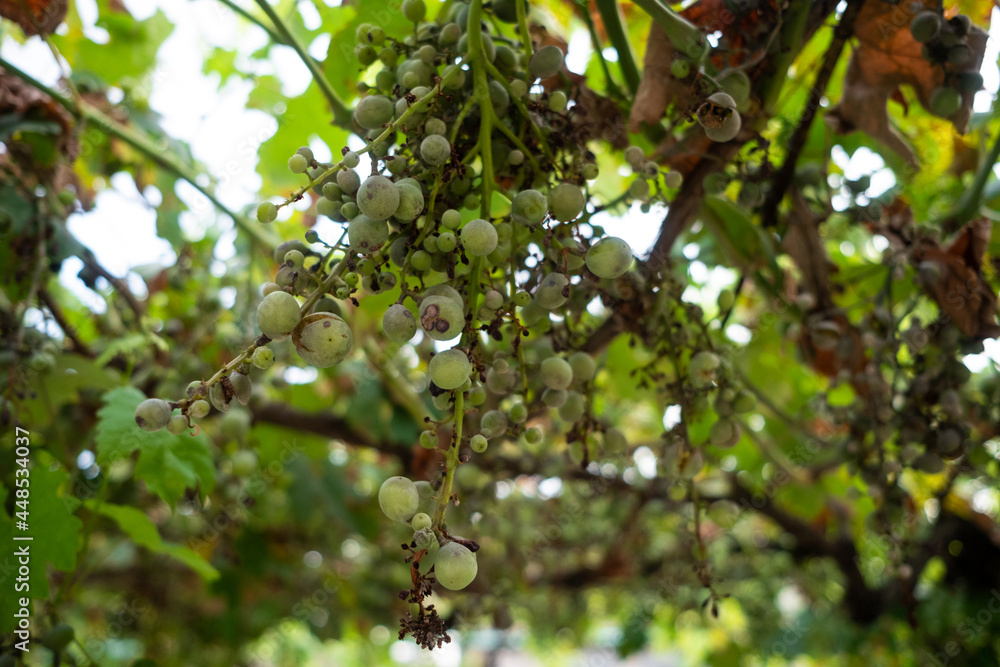 Grape disease, bunch drying out. Mildew disease of young grapes. Grape disease, bunch drying out. Mildew disease of young grapes.