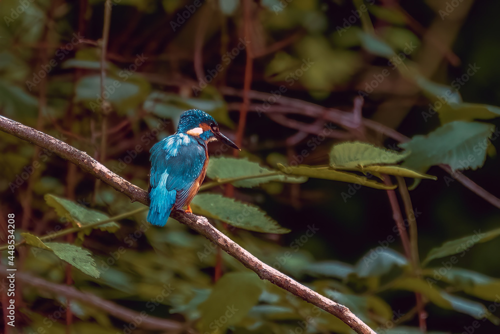 Fototapeta premium King Fisher