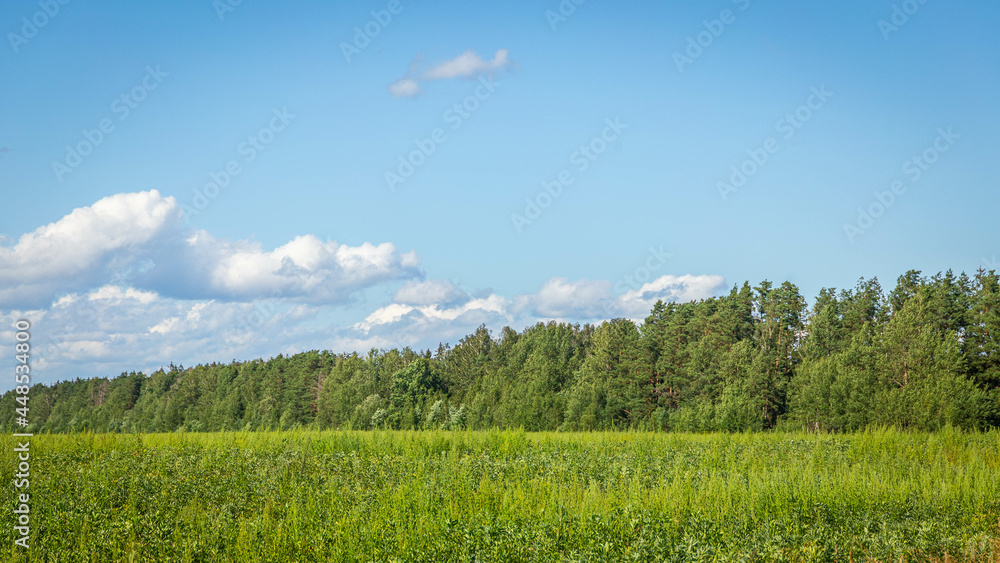 Fototapeta premium Green grass field and blue sky with beautiful clouds