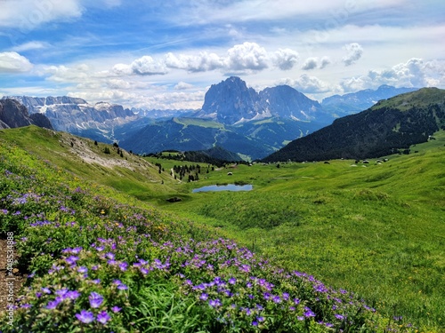 alpine meadow in the mountains  The Dolomites  Italy