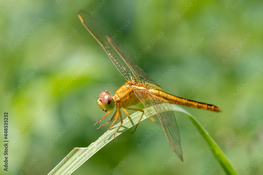 Closeup of beautiful dragonfly sitting on the leaf in sunlight Closeup of beautiful dragonfly sitting on the leaf in sunlight