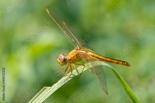 Closeup of beautiful dragonfly sitting on the leaf in sunlight