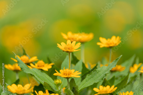 Yellow cosmos flower  background.