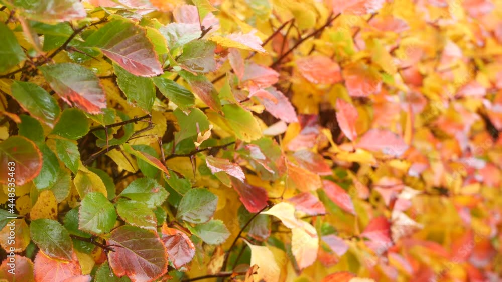 Yellow autumn leaves, orange fall leaf in ornamental garden. Leafage in park in september, october or november. Seasonal colorful foliage. Natural floral background. Trimmed bush or shrub plant wall. Yellow autumn leaves, orange fall leaf in ornamental garden. Leafage in park in september, october or november. Seasonal colorful foliage. Natural floral background. Trimmed bush or shrub plant wall.