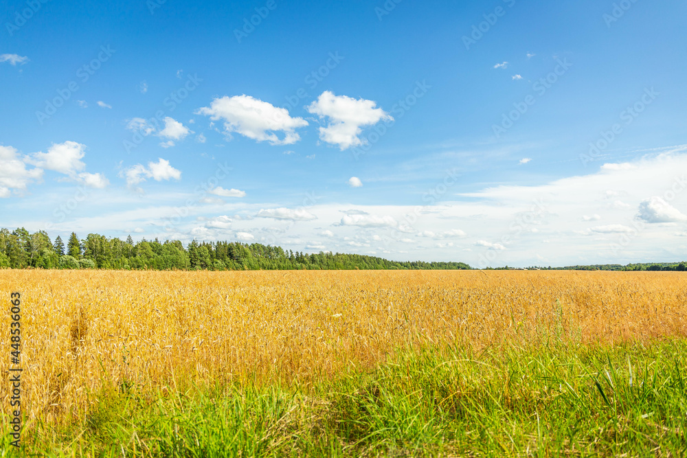 Wheat field, oblique strip of green forest in the distance and blue sky with clouds