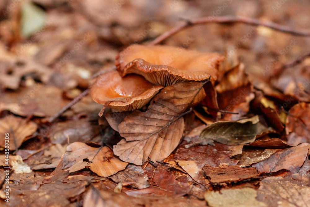 beautiful mushrooms under yellow, orange forest leaves beautiful mushrooms under yellow, orange forest leaves