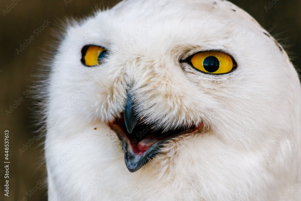 Obraz premium beautiful white owl with yellow eyes and beak