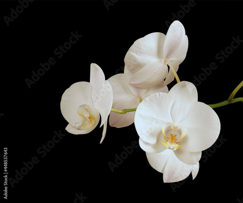 White flowers of the orchid plant isolated on a black background