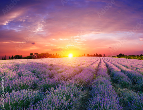 Beautiful landscape of lavender fields at sunset near Sault, Provence-France © kishivan