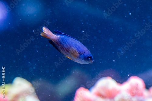 beautiful fish Chrysiptera Parasema photo