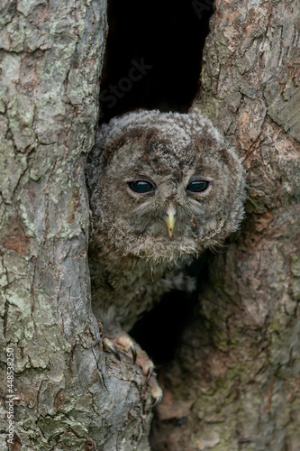 Juvenile  young The tawny owl or brown owl (Strix aluco) cautiously peeks out of the hole in a tree in the forest of Gelderland in the Netherlands.                                                     