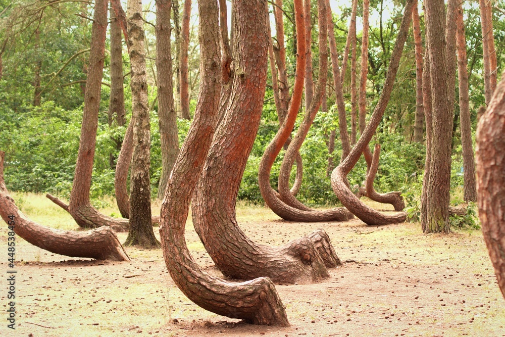 Obraz premium Crooked Trees or Crooked Forest (