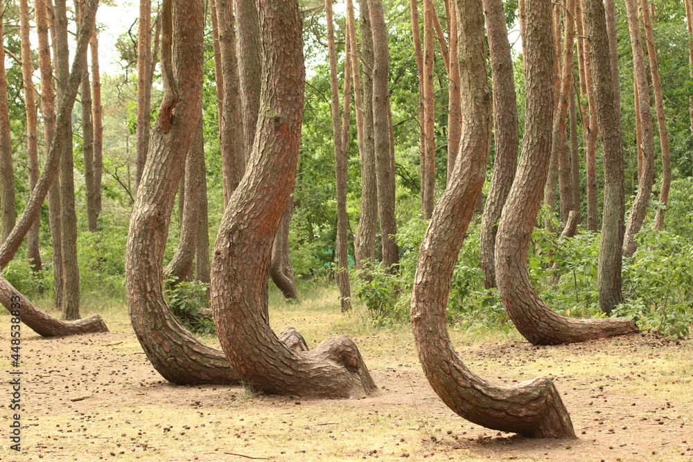 Obraz premium Crooked Trees or Crooked Forest (
