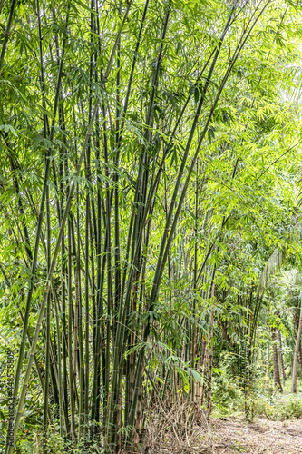 bamboo forest