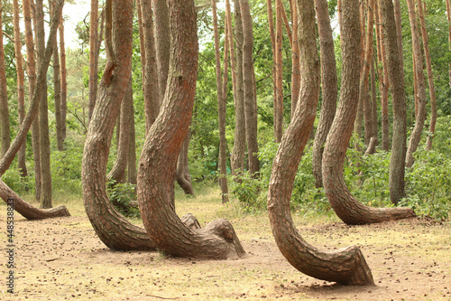 Crooked Trees or Crooked Forest (