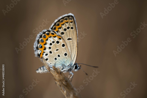 amazing beautiful butterfly, incredible wildlife, summer day