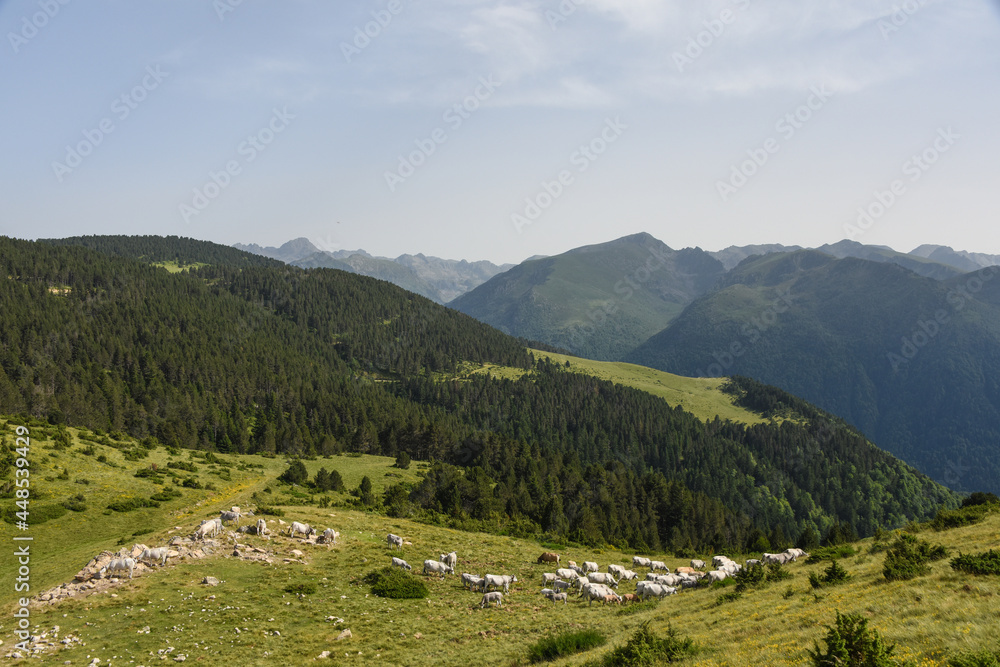 vache montagne Pyrénées Ariège Plateau de Beille France agriculture viande lait