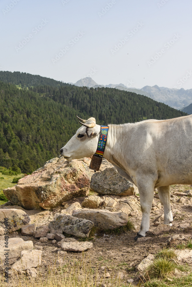 Obraz premium vache montagne Pyrénées Ariège Plateau de Beille France agriculture viande lait