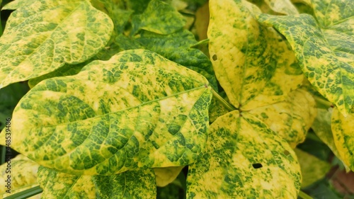 Damaged lobia crop plants leaves cause of insects and fungus, yellow Lobia crop leaves, close up image photo