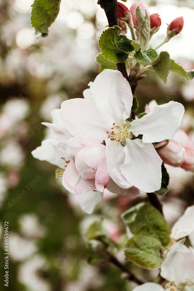 Fototapeta premium Spring background, apple blossom, macro photography.