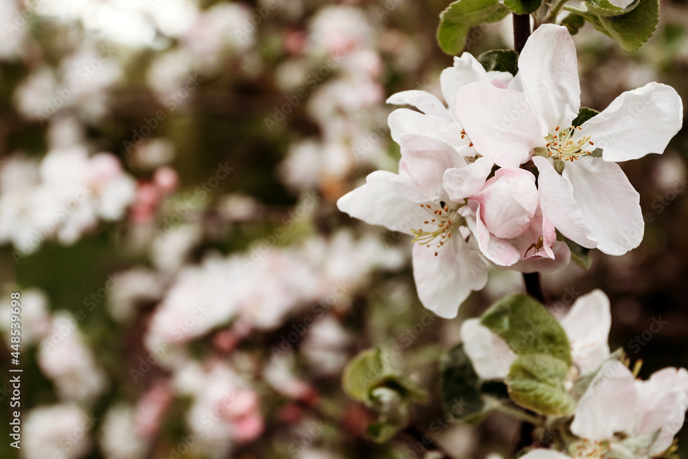 Obraz premium Apple flowers on a sunny spring day. Spring background, apple blossom, macro photography.