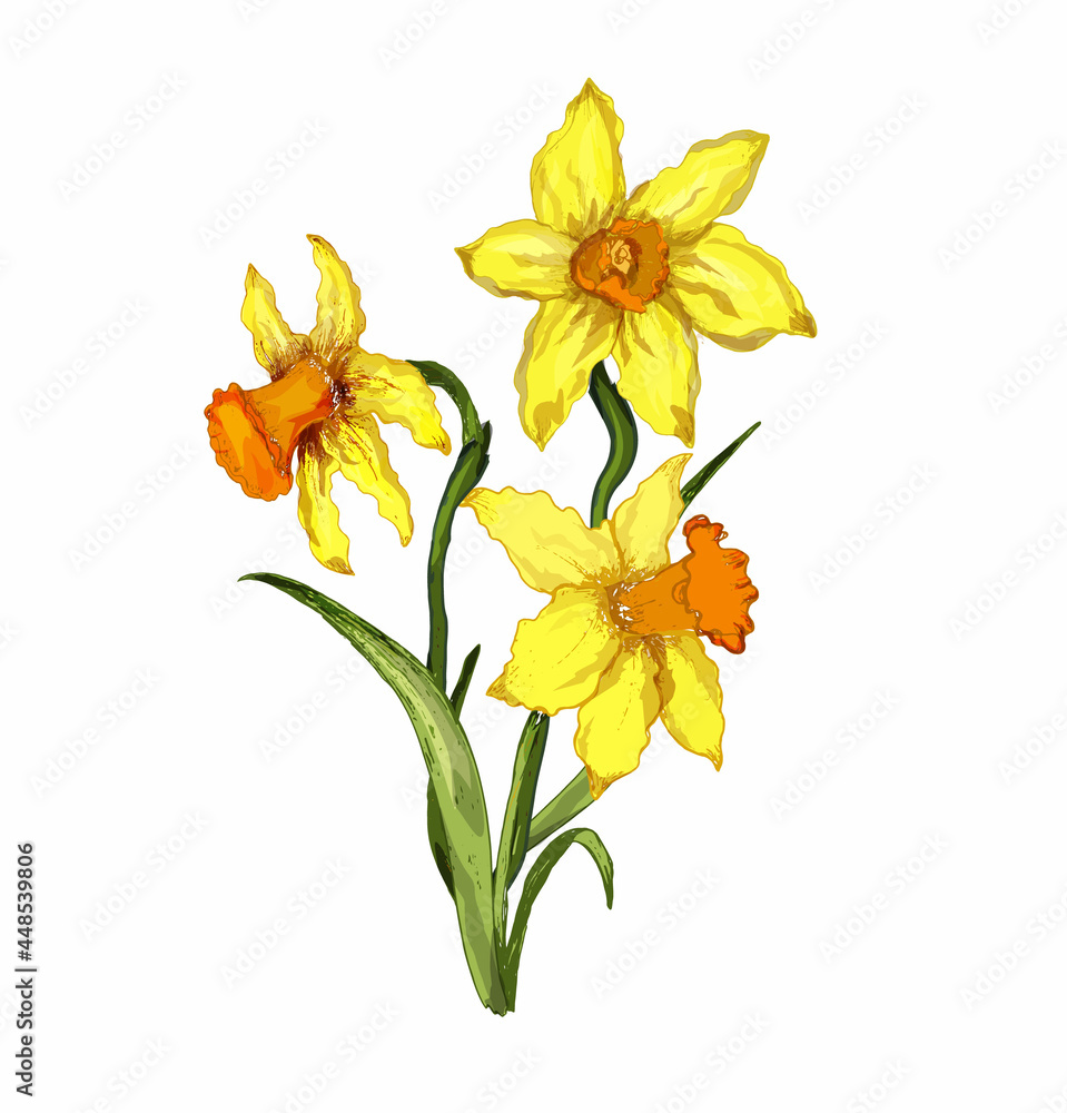 The spring element of Narcissus. realistic. a hand-drawn flower, a bouquet, isolated on a white background. modern flora for print, postcard, banner, wallpaper, invitation. ar vintage style The spring element of Narcissus. realistic. a hand-drawn flower, a bouquet, isolated on a white background. modern flora for print, postcard, banner, wallpaper, invitation. ar vintage style