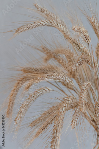 Rye grain. Whole  barley  harvest wheat sprouts. Rich harvest Concept.