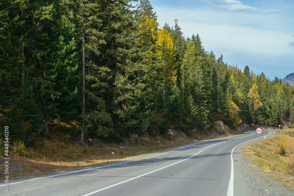 Fototapeta premium Colorful autumn landscape with larches with yellow branches along mountain highway. Coniferous forest with yellow larch trees along mountain road in autumn colors. Highway in mountains in fall time.