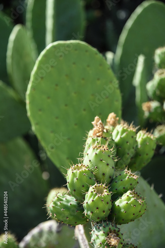 cactus epines