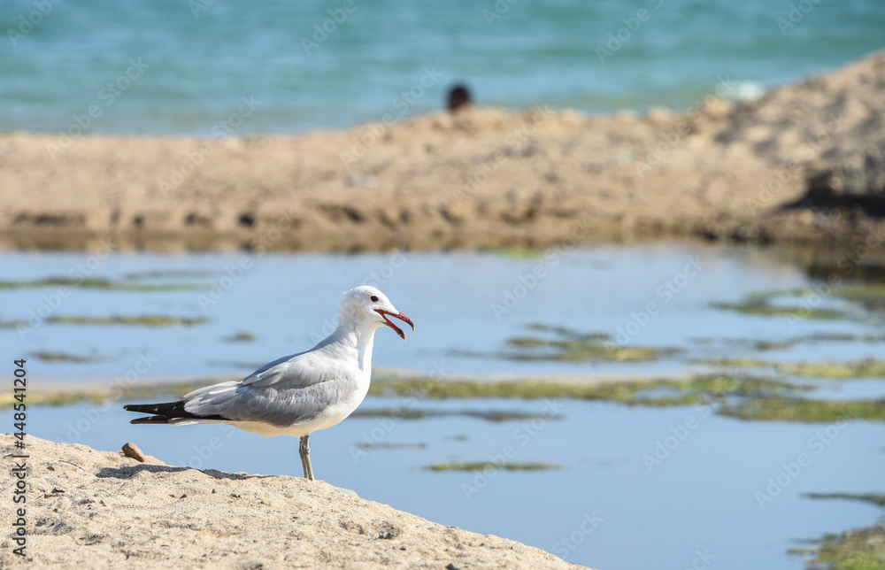 oiseaux oiseau mer marin mouette