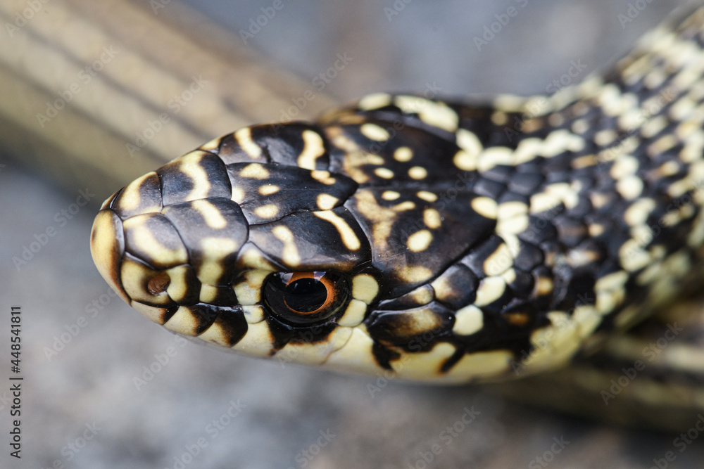Obraz premium Green whip snake (Hierophis viridiflavus) portrait