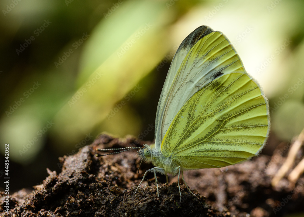 The green veined white (Pieris napi) The green veined white (Pieris napi)