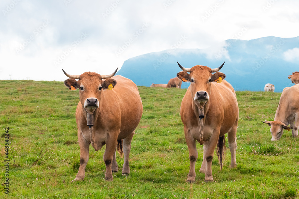 adult cows in a pyrenean landscape, camprodon