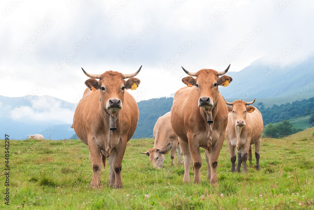adult cows in a pyrenean landscape, camprodon adult cows in a pyrenean landscape, camprodon
